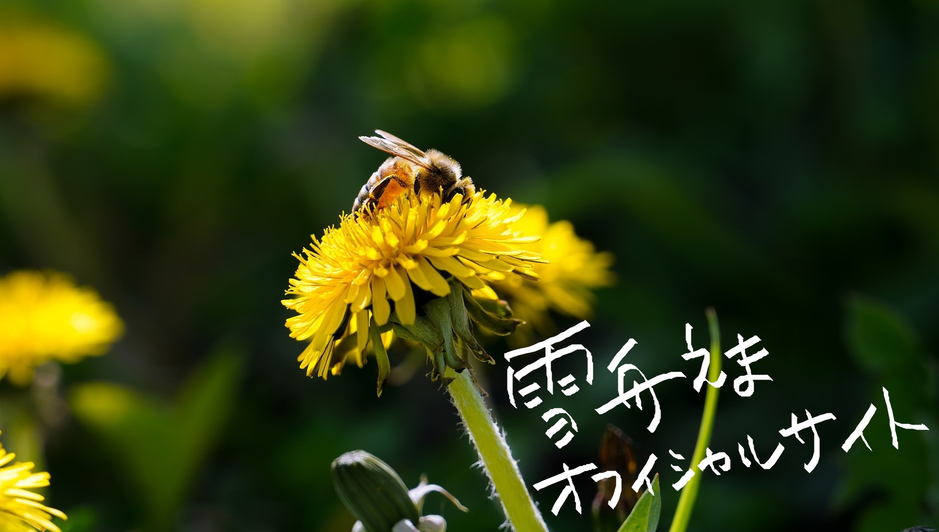 雪舟えまオフィシャルサイト